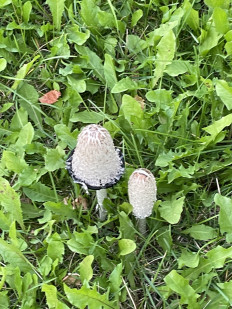 Coprinus comatus - Навозник белый