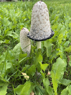 Coprinus comatus - Навозник белый