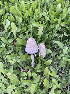 Coprinus comatus - Навозник белый