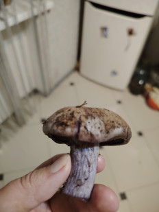 Гриб из Ессентуки