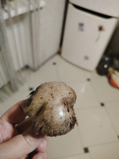 Гриб из Ессентуки