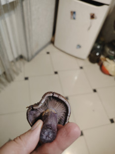 Гриб из Ессентуки