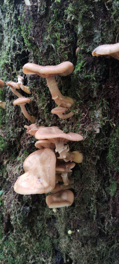 Armillaria cepistipes - Опенок луковичноногий