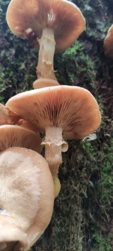 Armillaria cepistipes - Опенок луковичноногий
