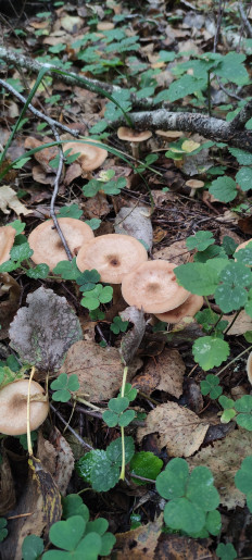 Armillaria cepistipes - Опенок луковичноногий