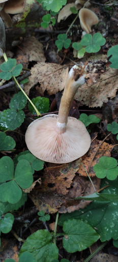 Armillaria cepistipes - Опенок луковичноногий