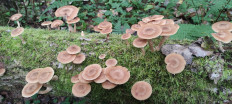Armillaria cepistipes - Опенок луковичноногий