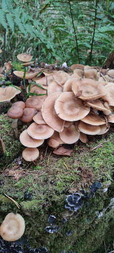 Armillaria cepistipes - Опенок луковичноногий