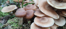 Armillaria cepistipes - Опенок луковичноногий
