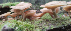 Armillaria cepistipes - Опенок луковичноногий