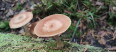 Armillaria cepistipes - Опенок луковичноногий