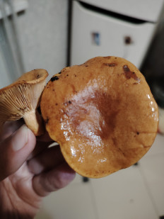 Гриб из Ессентуки