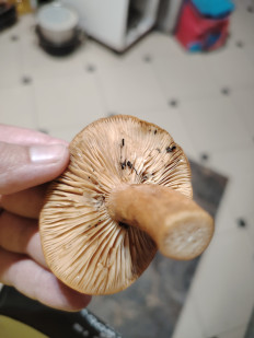 Гриб из Ессентуки