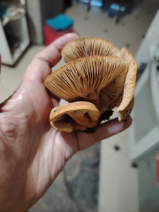 Гриб из Ессентуки