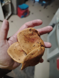 Гриб из Ессентуки