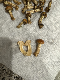 Гриб из Тбилиси