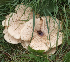 Гриб из Санкт-Петербург