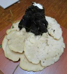 Гриб из Санкт-Петербург