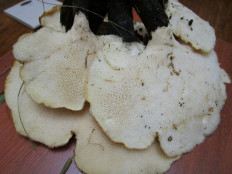 Гриб из Санкт-Петербург