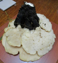 Гриб из Санкт-Петербург