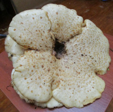 Гриб из Санкт-Петербург