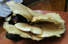 Гриб из Санкт-Петербург