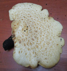 Гриб из Санкт-Петербург