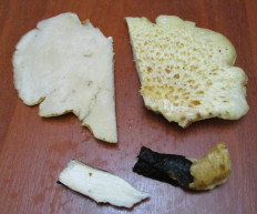 Гриб из Санкт-Петербург