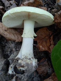 Мухомор поганковидный