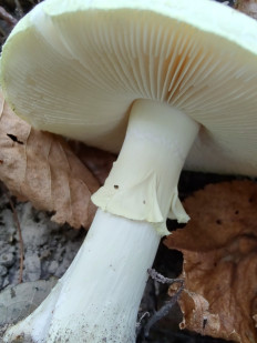 Мухомор поганковидный