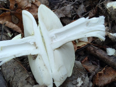 Мухомор поганковидный