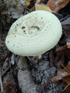 Мухомор поганковидный