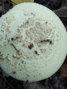 Мухомор поганковидный