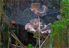 Гриб из Москва