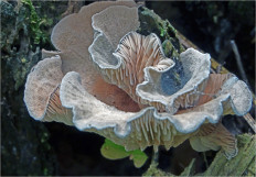 Гриб из Москва