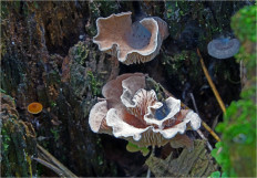 Гриб из Москва