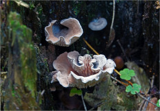 Гриб из Москва