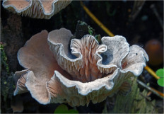 Гриб из Москва