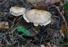 Гриб из Москва