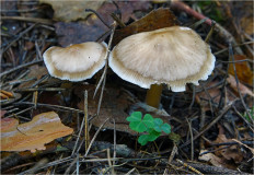 Гриб из Москва