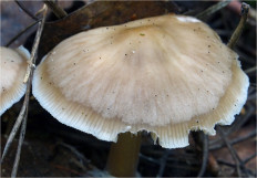 Гриб из Москва