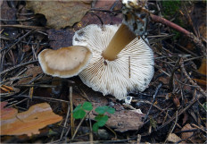 Гриб из Москва