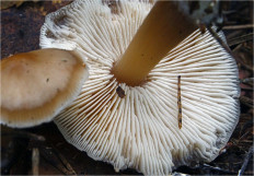 Гриб из Москва