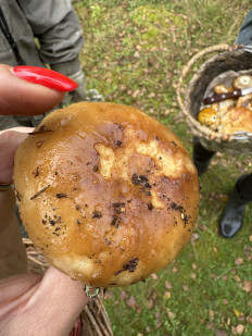 Гриб из Санкт-Петербург