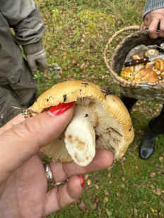 Гриб из Санкт-Петербург