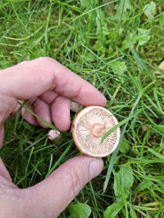 Опенок толстоногий