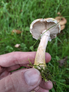 Опенок толстоногий