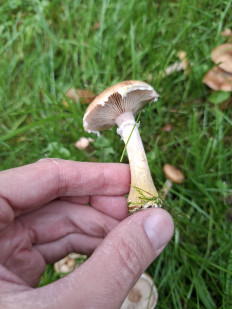 Опенок толстоногий