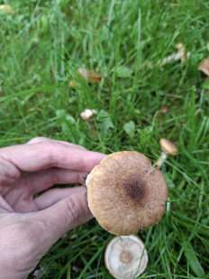 Опенок толстоногий