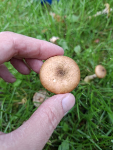 Опенок толстоногий